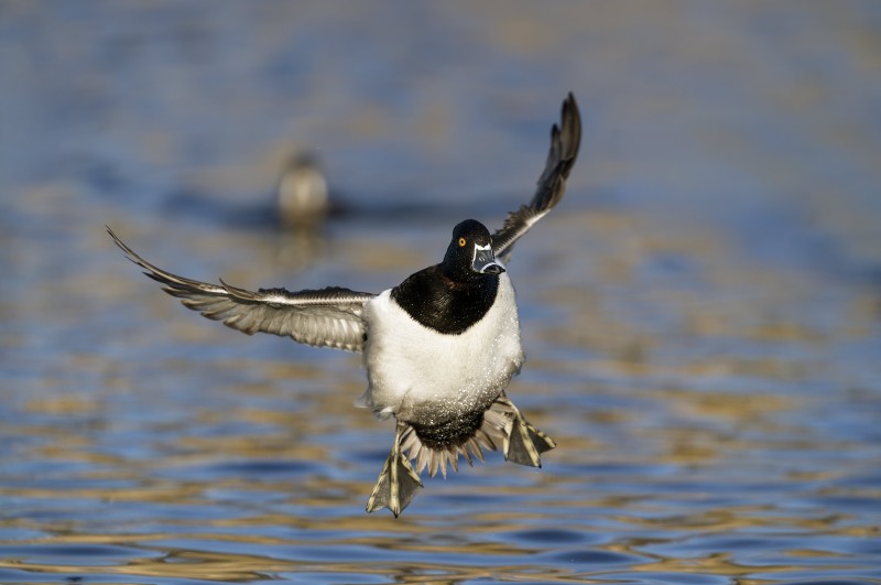 Ring-necked-3200-Duck-braking-to-land-_DSC2429-Santee-Leakes-Regional-Preserve-CA