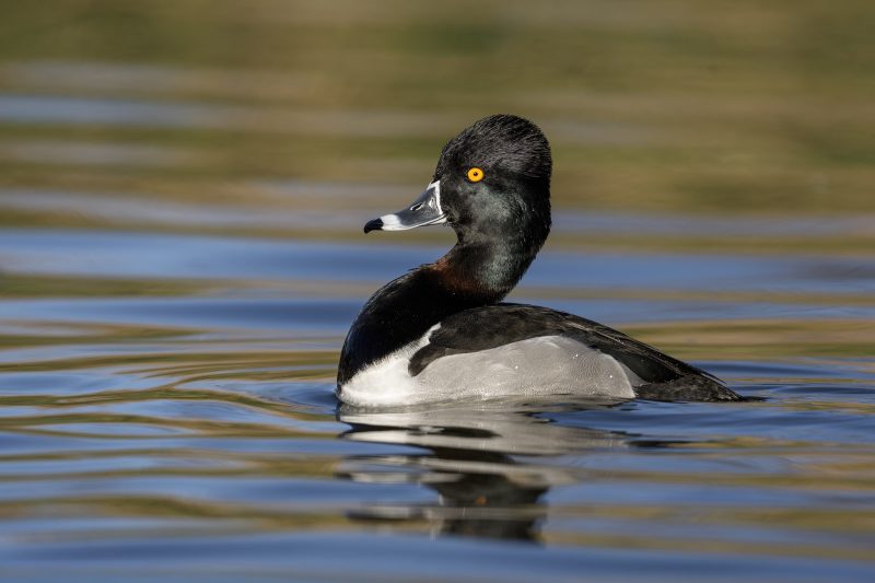 Ring-necked-Duck-3200-drake-display-posture-_DSC1215-Santee-Lakes-Regional-Park-CA