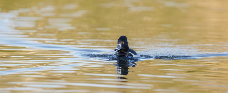 Ring-necked-Duck-3200-drake-pano-_DSC9472-Santee-Lakes-Regional-Park-CA