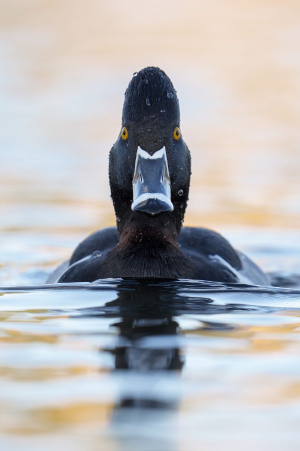 Ring-necked-Duck-3200-drake-vertical-_DSC1235-La-Jolla-CAA-2