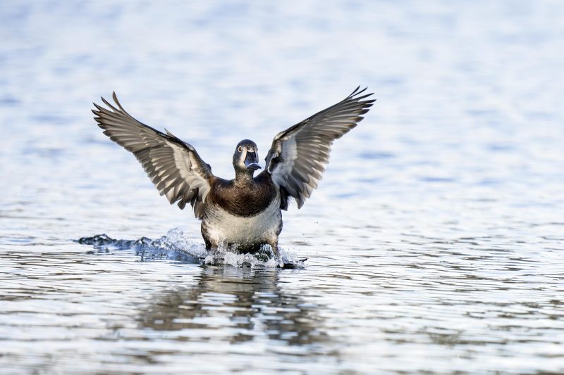 Ring-necked-Duck-3200-landing-NORA-_DSC4238-La-Jolla-CA