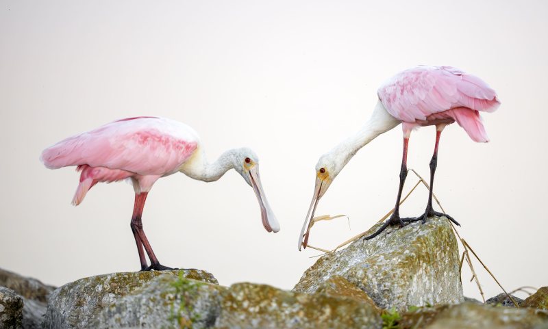 Roseate-Spoonbills-3200-youngsters-playing-with-dried-grass-_DSC1043-Stick-Marsh-Fellsmere-FL