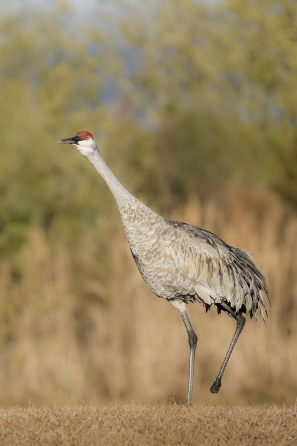 Sandhill-Crane-3200-Stumpy-_DSC1855-Indian-Lake-Estates-FL
