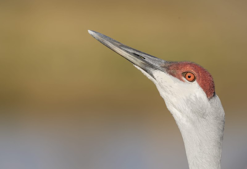 Sandhill-Crane-3200-female-sky-pointing-_DSC1042-Indian-Lake-Estates-FL