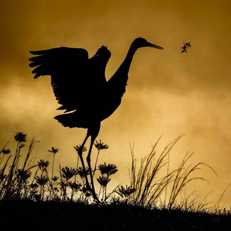 Sandhill-Crane-3200-grass-throwing-courtship-display-dance-_DSC7109-Indian-Lake-Estates-FL-