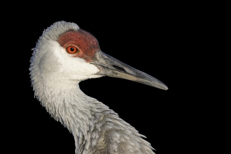 Sandhill-Crane-3200-head-portrait-black-BKGR-_DSC6506-Indian-Lake-Estates-FL
