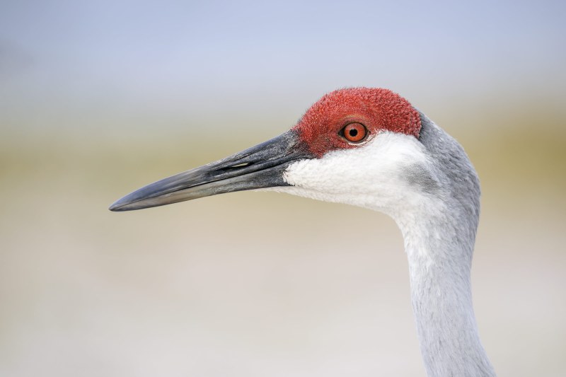 Sandhill-Crane-3200-head-portrait-soft-light-_DSC0450-Indian-Lake-Estates-FL
