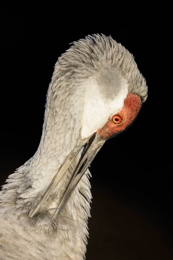 Sandhill-Crane-3200-preening-black-BKGR-_DSC6327-Indian-Lake-Estates-FL