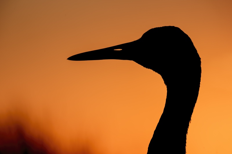 Sandhill-Crane-3200-sunset-head-portrait-silhouette-_DSC7840-Indian-Lake-Estates-FL-