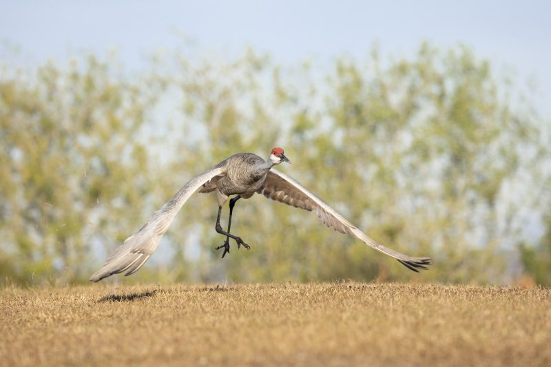 Sandhill-Crane-3200-taking-flight-_DSC3560-Indian-Lake-Estates-FL