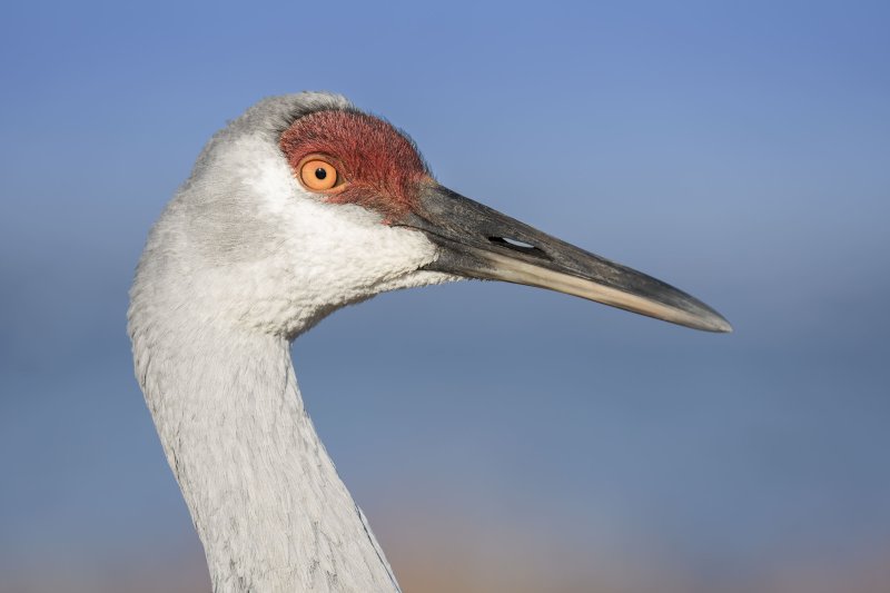Sandhill-Crane-3200A-head-portait-_DSC2714-Indian-Lake-Estates-FL
