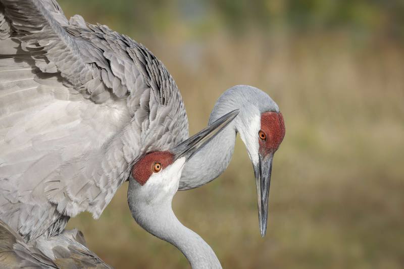 Sandhill-Cranes-3200-copulation-heads-portrait-_DSC1162-Indian-Lake-Estates-FL