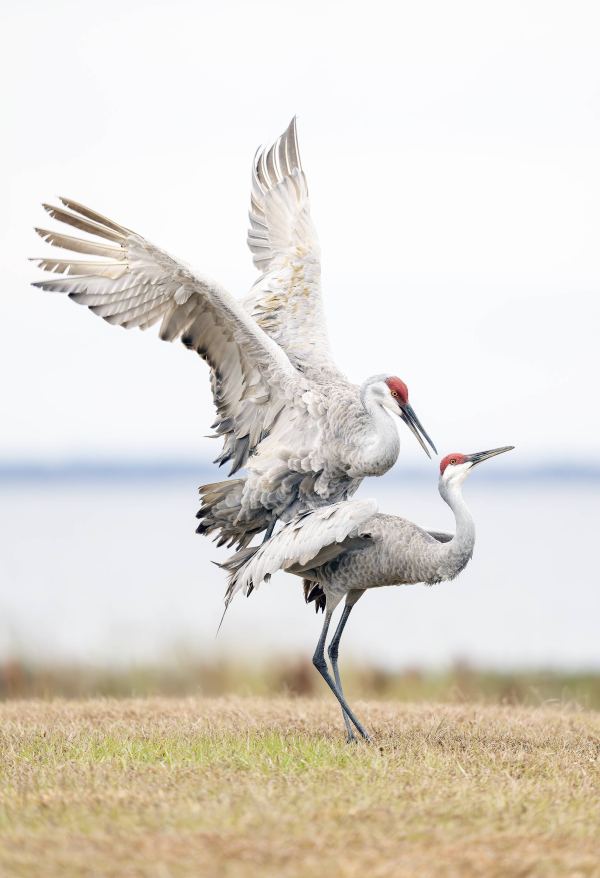 Sandhill-Cranes-3200-pre-copulatory-stand-_DSC2035-Indian-Lake-Estates-FL