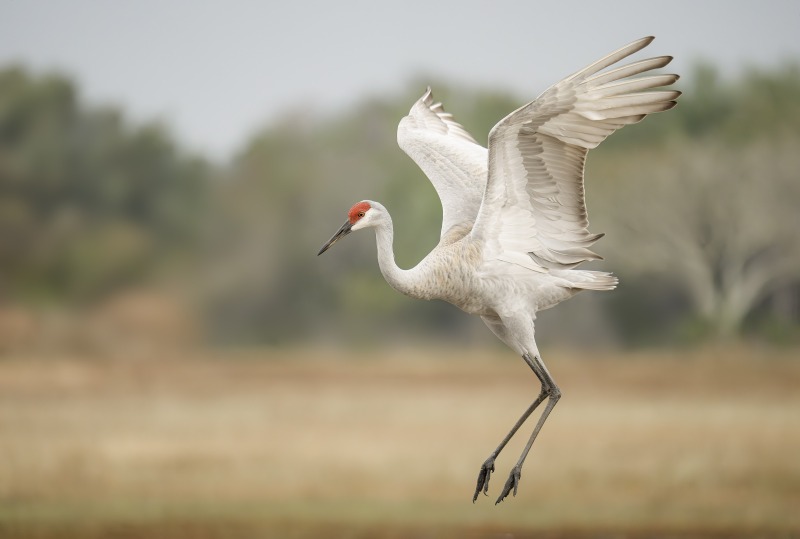 Sandhll-Crane-3200-courtship-dance-ISO-6400-_DSC9528-Indian-Lake-Estates-FL