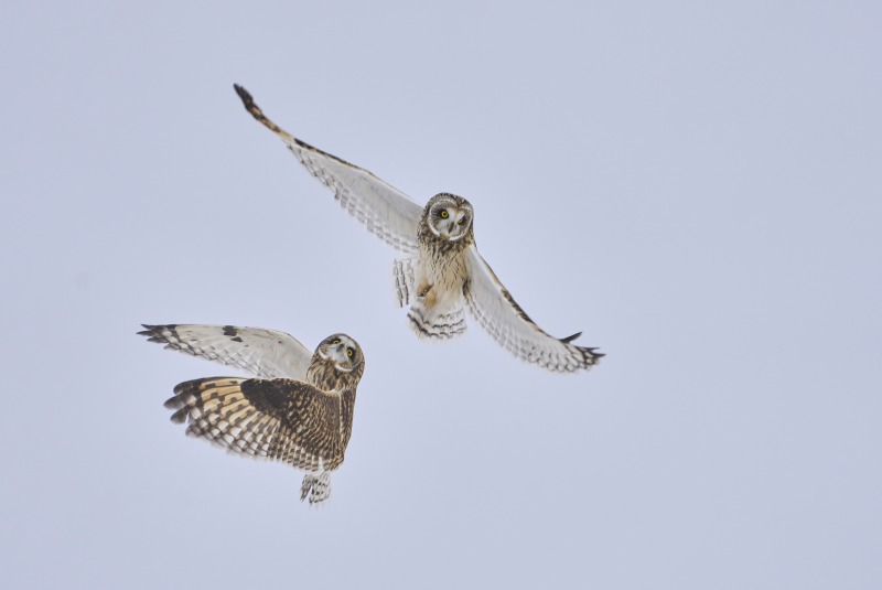 Short-Earred-3200-Owls-in-flight-@-Kill-Snake-1-Dec-6th-2025-DeNoiseAI-low-light