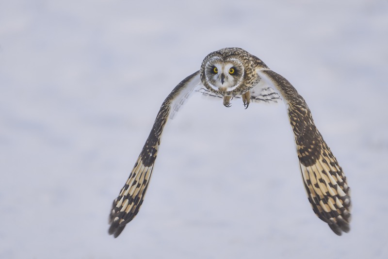 Short-Earred-Owl-3200-Full-Frame-@-Kill-Snake-1-Dec-11th-2025-DeNoiseAI-low-light