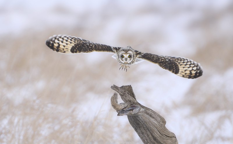 Short-Earred-Owl-3200-takes-Flight-@-Kill-Snake-2-Dec-11th-2025-DeNoiseAI-low-light