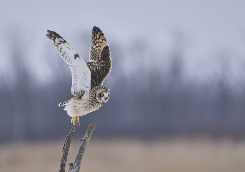 Short-Earred-Owl-3200-takes-flight-@-Kill-Snake-1-Dec-6th-2025-DeNoiseAI-low-light