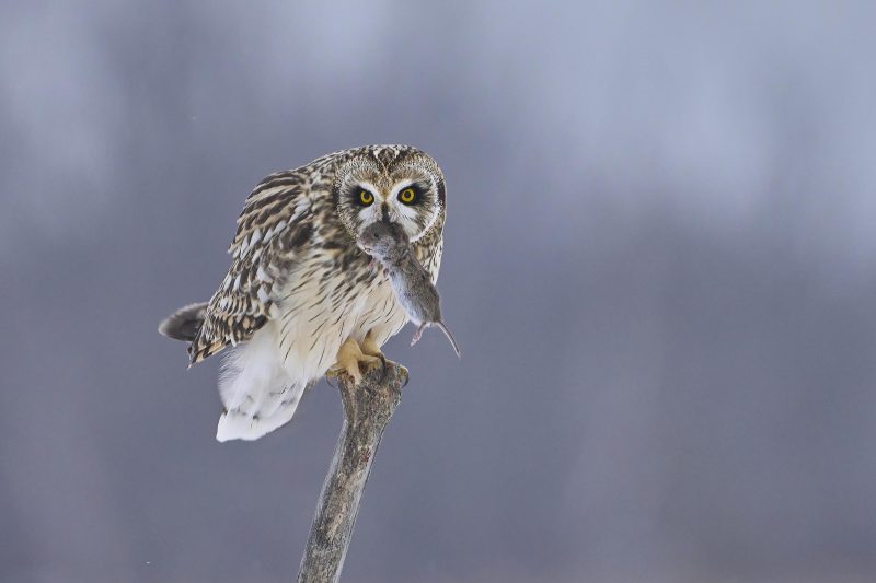 Short-Earred-Owl-3200-with-Vole-in-mouth-@-Kill-Snake-2-Dec-6th-2025-DeNoiseAI-low-light