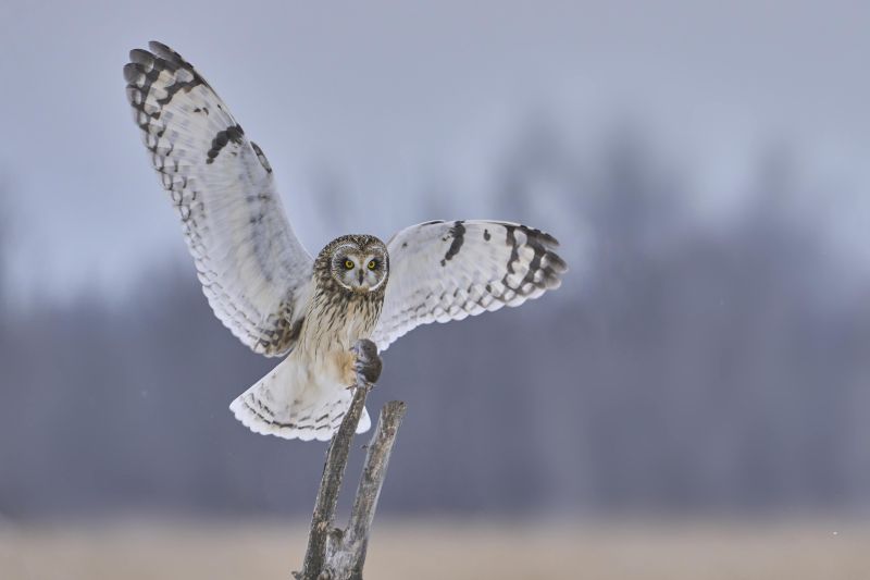 Short-Earred-Owl-l3200-ands-with-Vole-@-Kill-Snake-2-Dec-6th-2025-DeNoiseAI-low-light