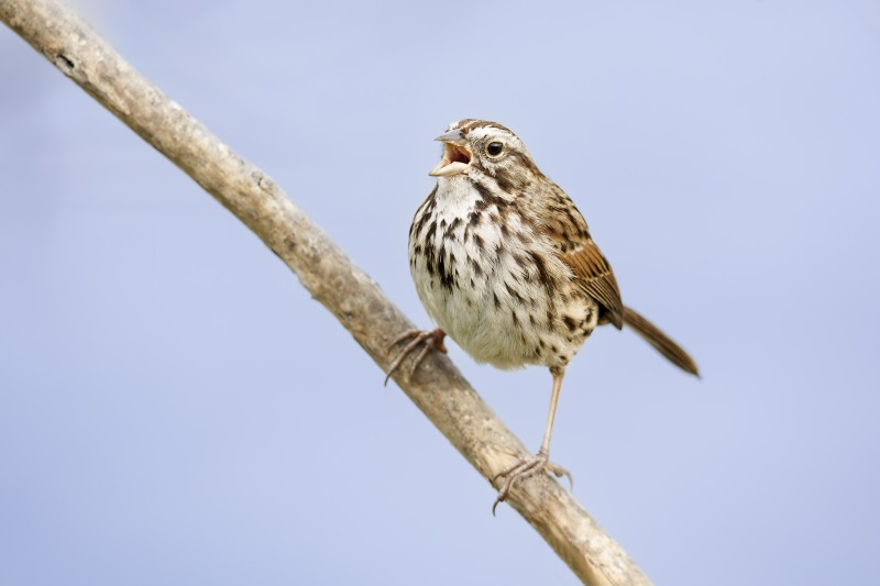 Song-Sparrow-3200-singing-_DSC8439-La-Jolla-CA