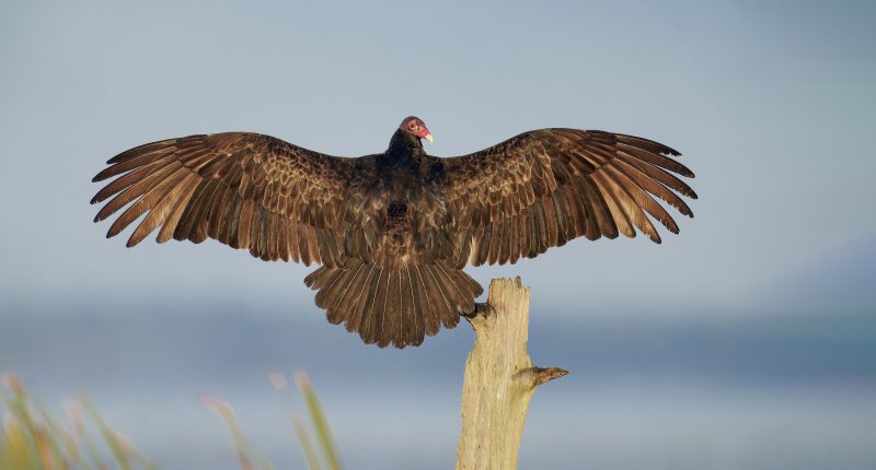 Turkey-Vulture-3200-drying-wings-_DSC9002-Indian-Lake-Estates-FL-