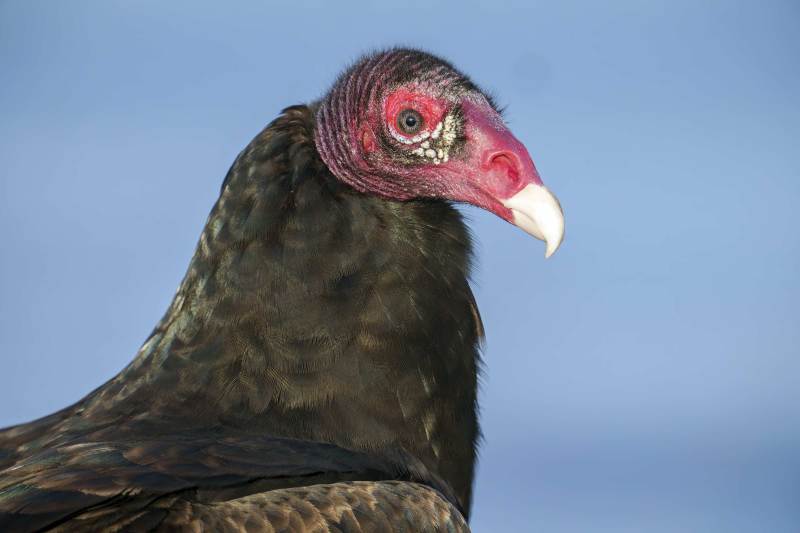 Turkey-Vulture-3200-head-portrait-_DSC8519-Indian-Lake-Estates-FL-