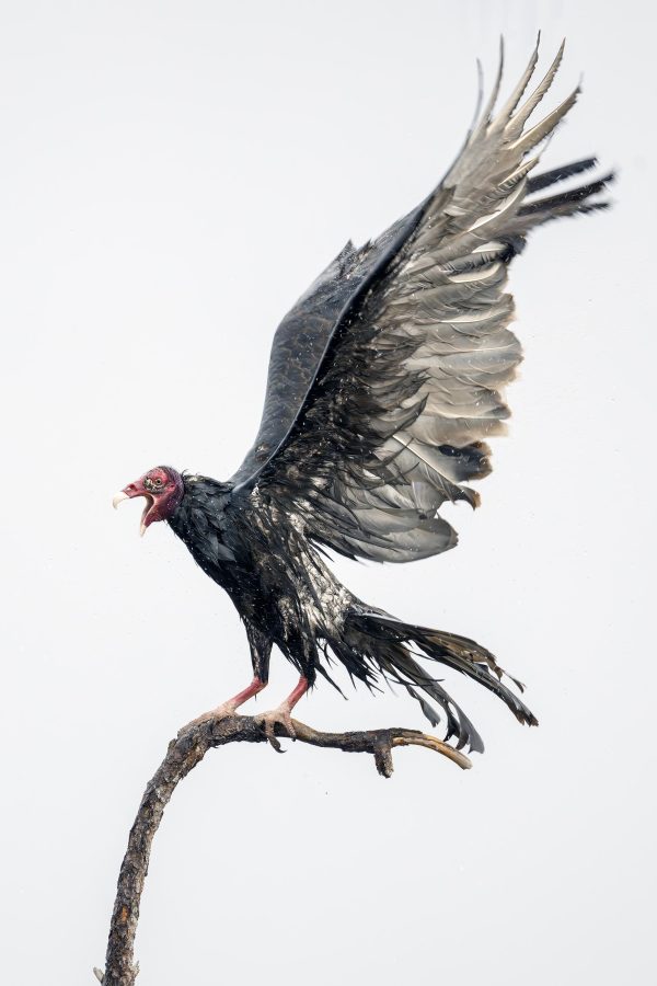 Turkey-Vulture-3200-rain-bathing-_DSC9626-Indian-Lake-Estates-FL