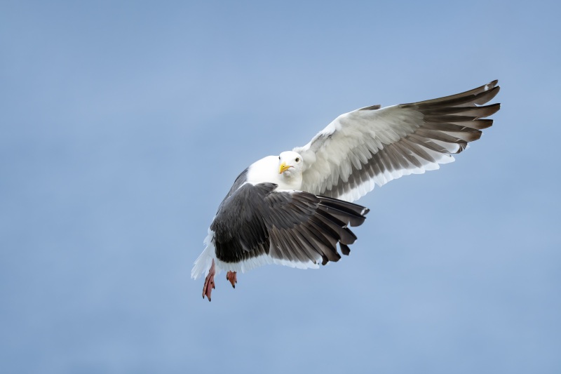 Western-Gull-3200-adult-turningi-in-flight-_DSC7920-La-Jolla-CAA