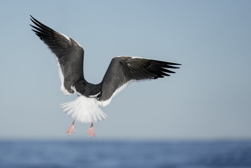 Western-Gull-3200-back-view-_DSC3115-Santee-Lakes-Regional-Park-CA