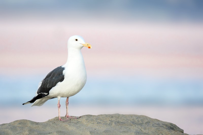 Western-Gull-3200-in-pre-dawn-light-_DSC7959-Santee-Leakes-Regional-Preserve-CA