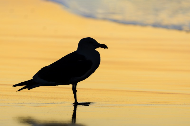 Western-Gull-3200-sunrise-silhouette-_DSC7271-La-Jolla-CA