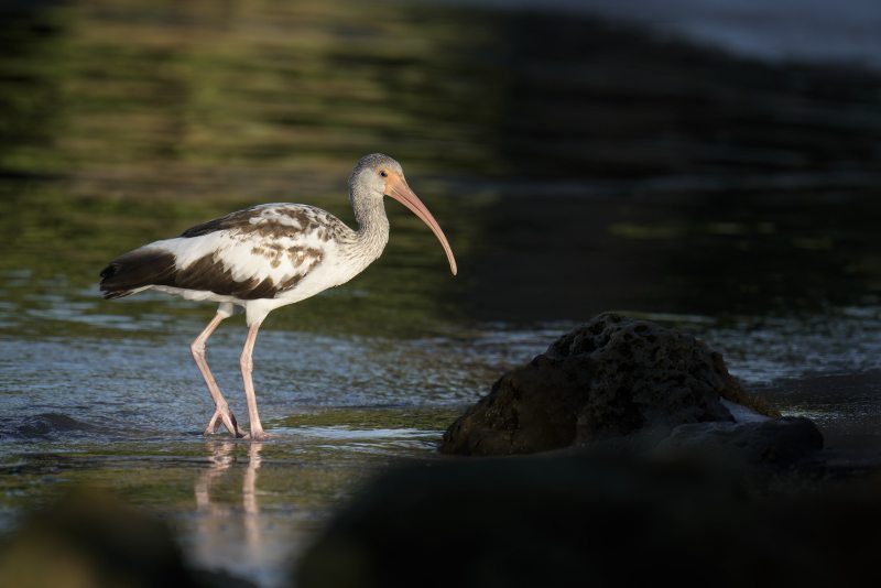 White-Ibis-3200-juvenile-RED-_DSC5760-Sebastian-Inlet-FL