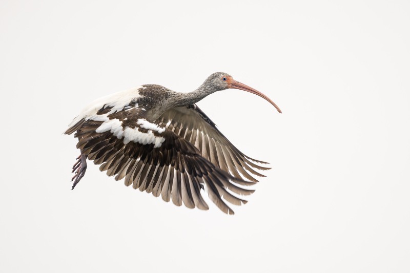 White-Ibis-3200-juvenile-taking-flight-_DSC5276-Indian-Lake-Estates-FL-