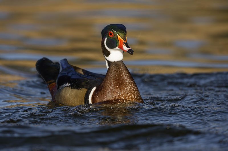 Wood-Duck-3200-drake-swimming-_DSC0608-Santee-Lakes-Regional-Park-CA
