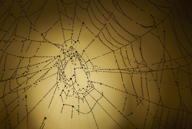spider-web-3200-backlit-I-_DSC1260-Indian-Lake-Estates-FL-A