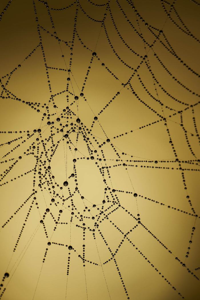 spider-web-backlit-I-3200-_DSC1260-Indian-Lake-Estates-FL-A