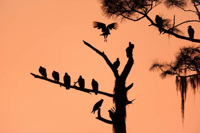 vulture-tree-3200-at-sunrise-_DSC7824-Indian-Lake-Estates-FL-