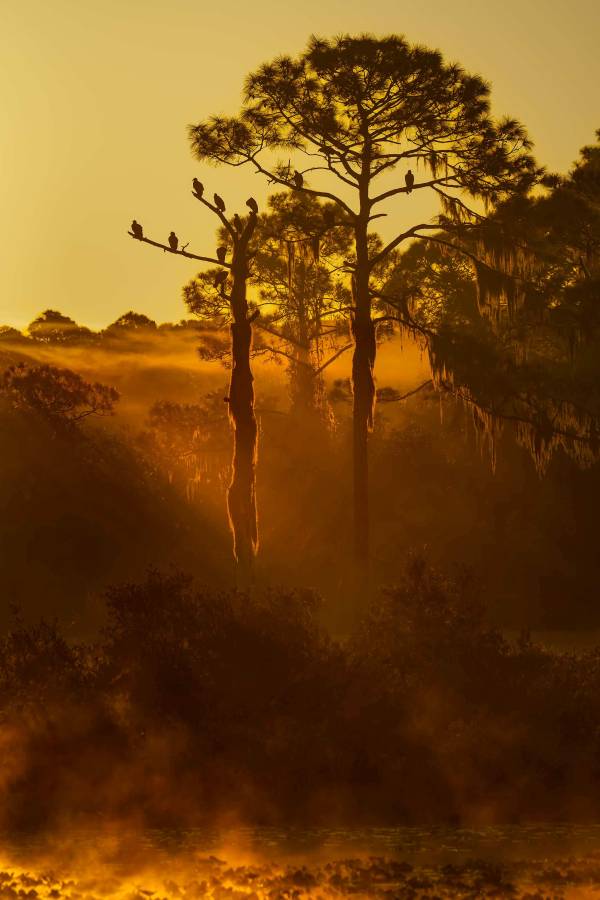 vulture-trees-3200-REDO-REDO-foggy-sunrise-_DSC0740-Indian-Lake-Estates-FL-2