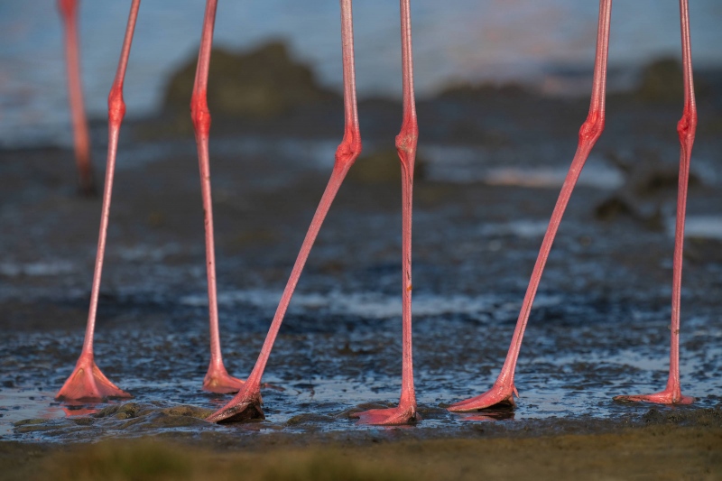 American-Flamingo-3200-legs-_A1G2933-Bonaire