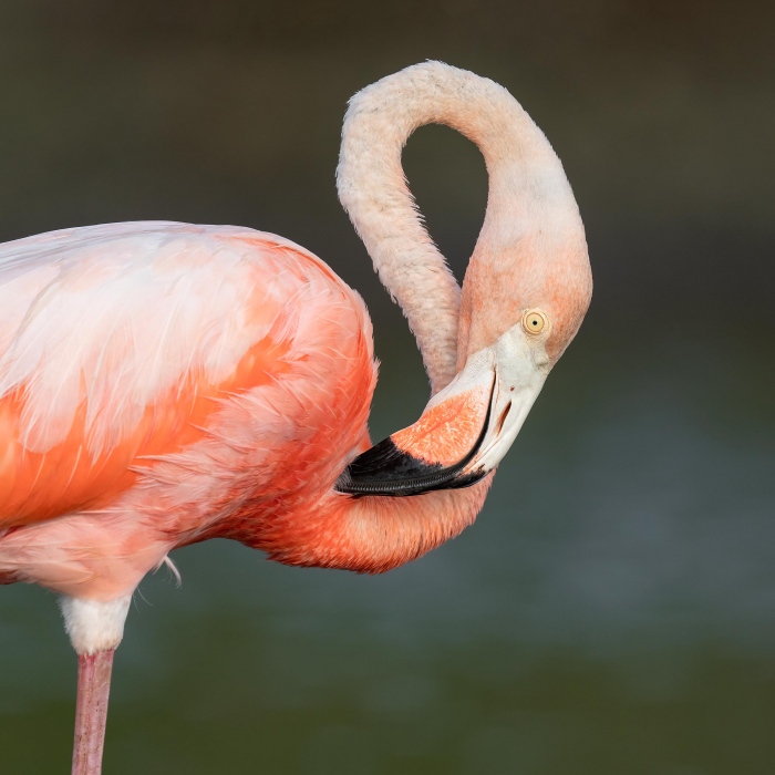 American-Flamingo-tight-preening-_A1G6564-Bonaire