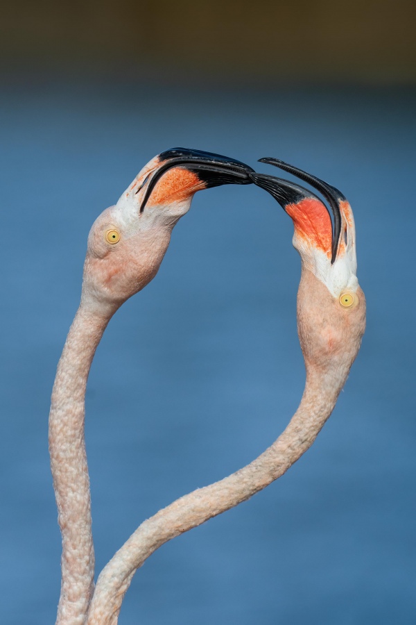 American-Flamingoes-3200-dueling-_A1G3300-Bonaire