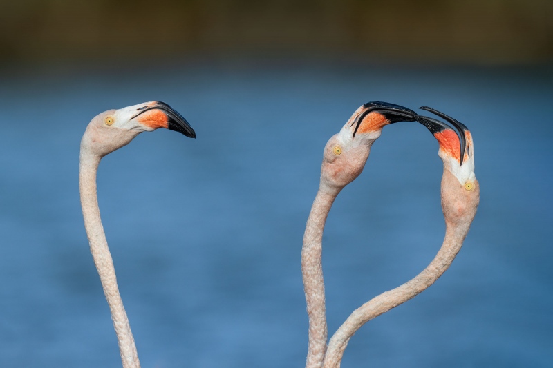American-Flamingoes-3200-two-dueling-_A1G3300-Bonaire