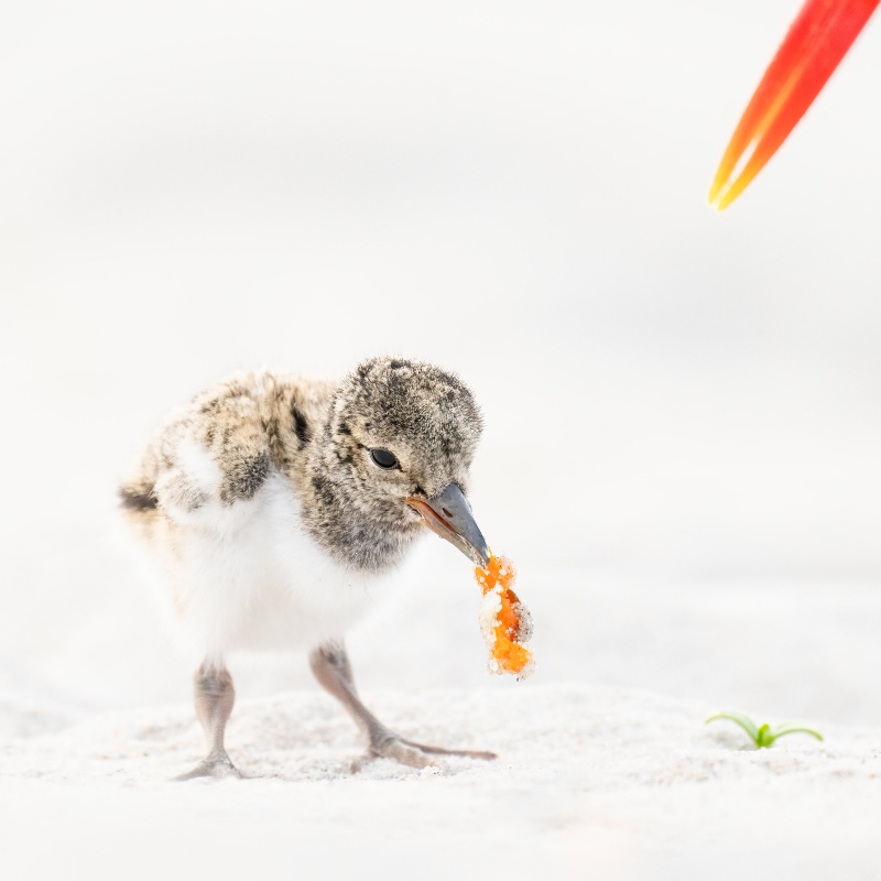 American-Oystercatcher-2400-chick-eating-Sand-Mole-Crab-_A1G8209-Nickerson-Beach-Park-Lido-Beach.-Long-Island-NY