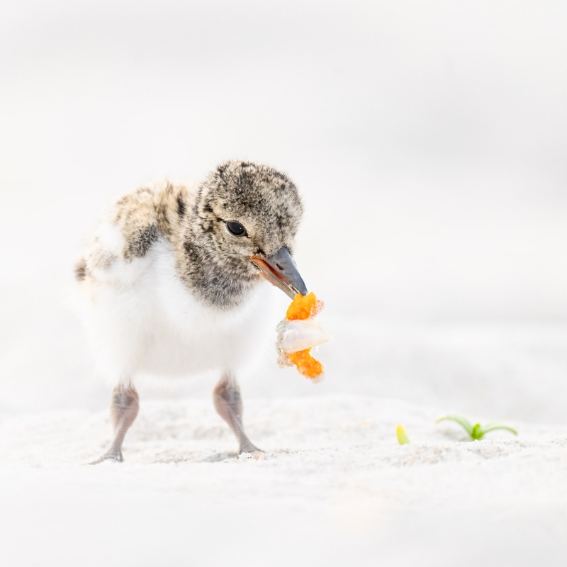 American-Oystercatcher-2400-chick-eating-sand-crab-_A1G8194-Nickerson-Beach-Park-Lido-Beach.-Long-Island-NY