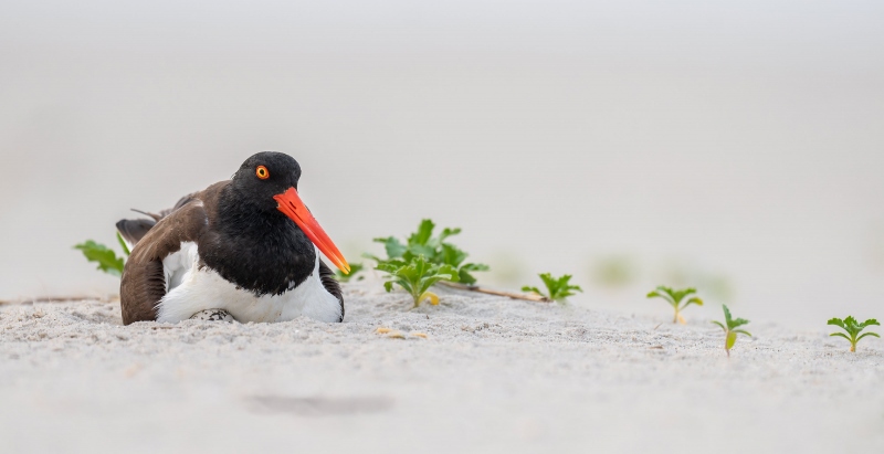 American-Oystercatcher-3200-PANO-on-three-eggs-_A1G7495-Nickerson-Beach-Park-Lido-Beach.-Long-Island-NY