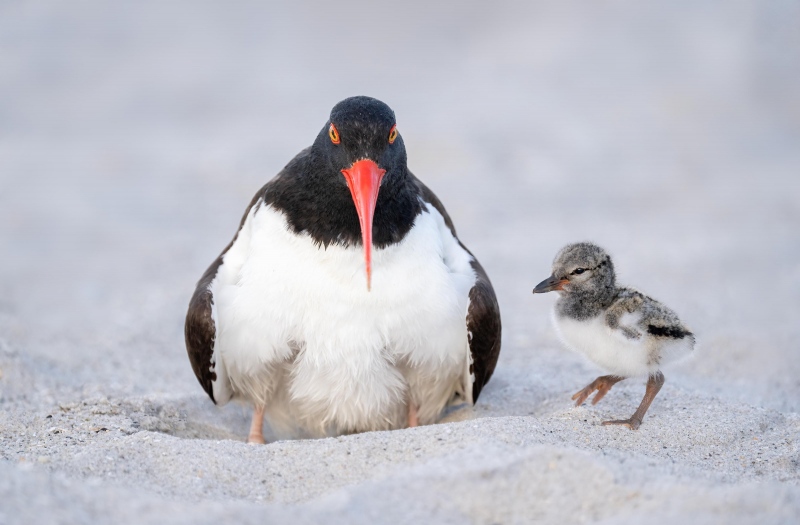 American-Oystercatcher-3200-chick-1-2-days-old-_A1G3247-Nickerson-Beach-Park-Lido-Beach.-Long-Island-NY