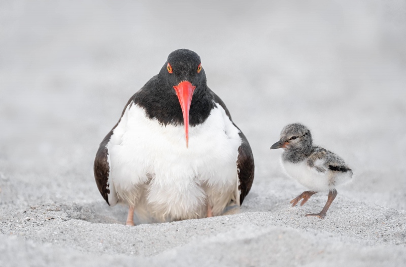 American-Oystercatcher-3200-chick-COLOR-CORRECTED-1-2-days-old-_A1G3247-Nickerson-Beach-Park-Lido-Beach.-Long-Island-NY