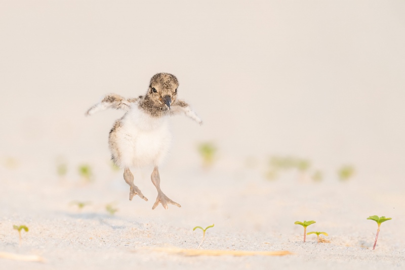 American-Oystercatcher-3200-chick-jumping-for-joy-_A1G0518-Nickerson-Beach-Park-Lido-Beach.-Long-Island-NY