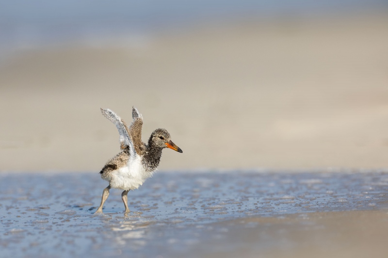 American-Oystercatcher-3200-chick-running-to-pparent-for-food-_A3A6336